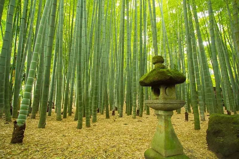 bosque-bambu-templo-hokokuji-kamakura-japonismo