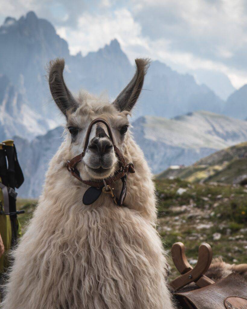 A beautiful shot of a white llama looking at the camera with blurred mountains in the background